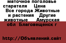 маточное поголовье старателя  › Цена ­ 2 300 - Все города Животные и растения » Другие животные   . Амурская обл.,Благовещенск г.